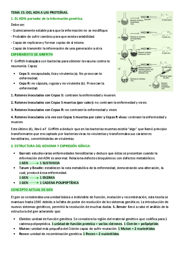 Miniatura del documento TEMA-15-DEL-ADN-A-LAS-PROTEINAS.pdf