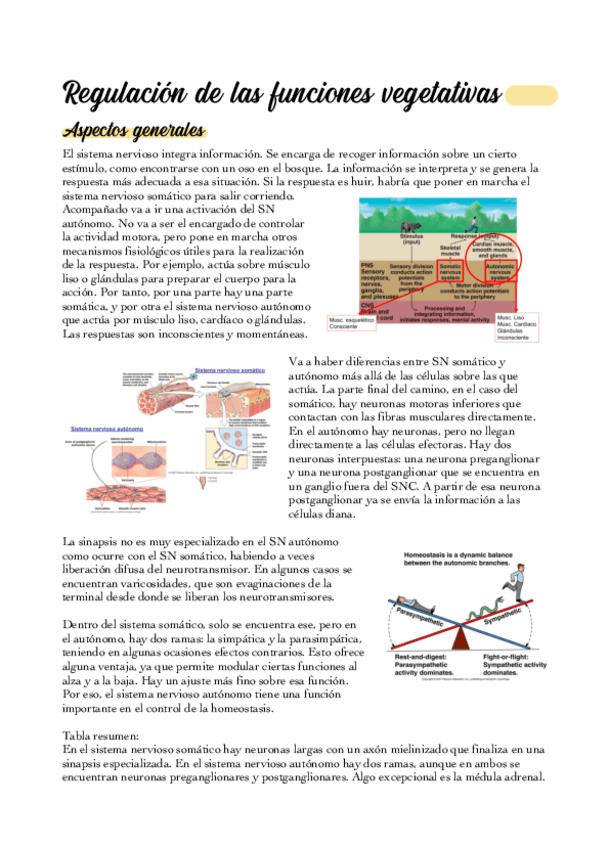 Miniatura del documento 08-Regulacion-de-las-funciones-vegetativas.pdf