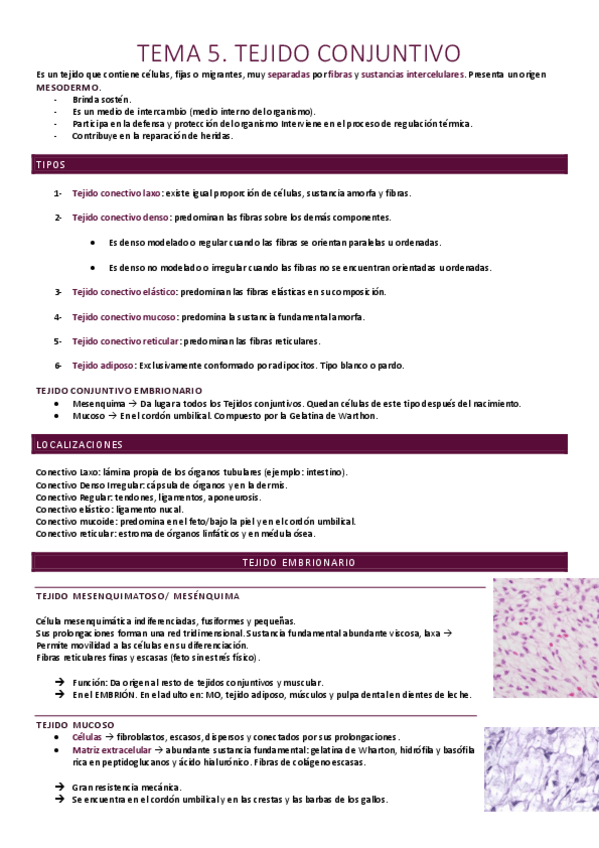 Miniatura del documento Tejido conjuntivo