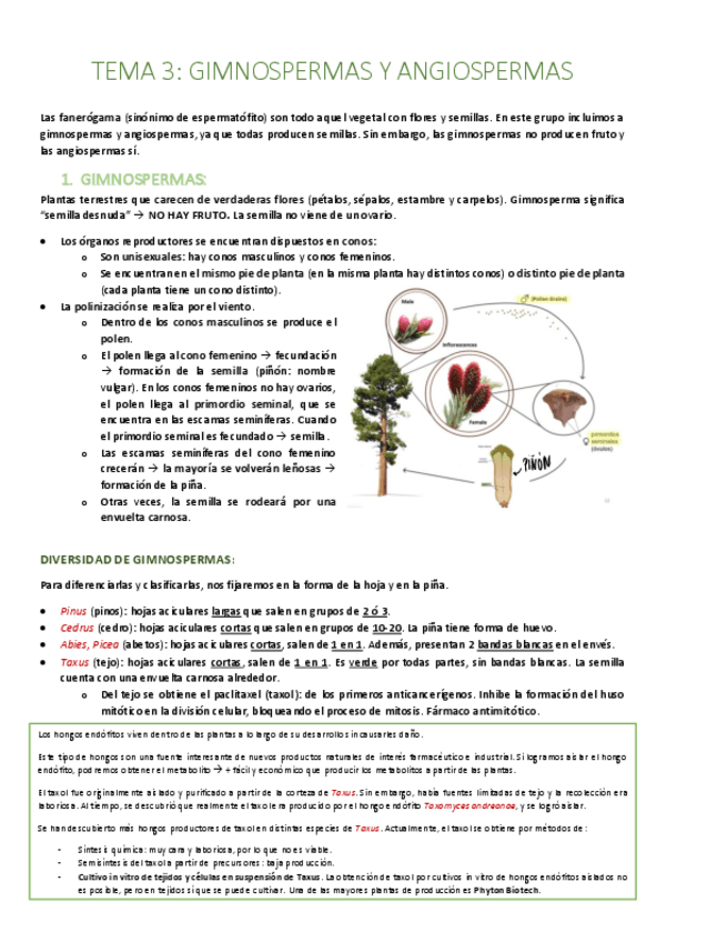 Miniatura del documento TEMA-3-Gimnospermas-y-angiospermas.pdf
