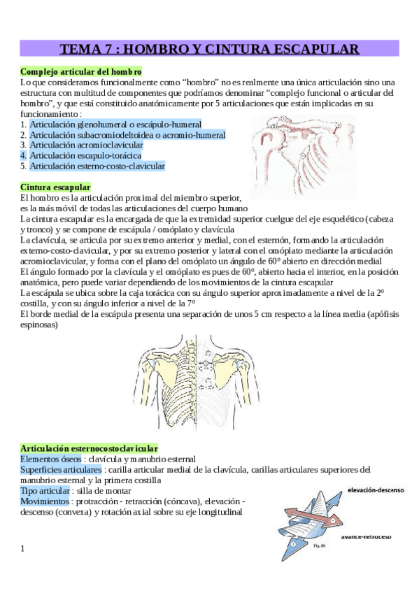 Miniatura del documento Tema-7-Terapia-Manual-en-hombro.pdf