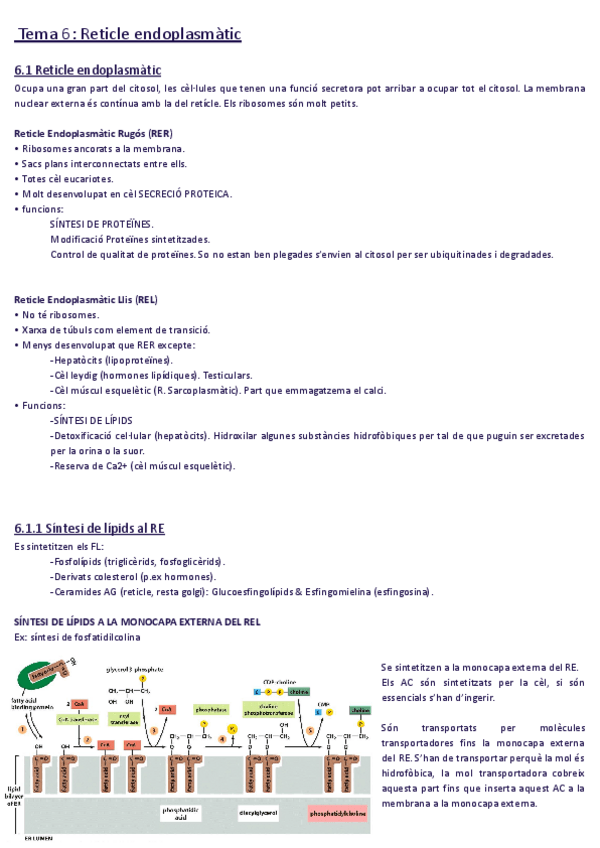 Miniatura del documento Tema-6-Reticle-endoplasmatic.pdf