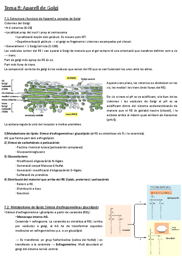 Miniatura del documento Tema-8-Aparell-de-Golgi.pdf