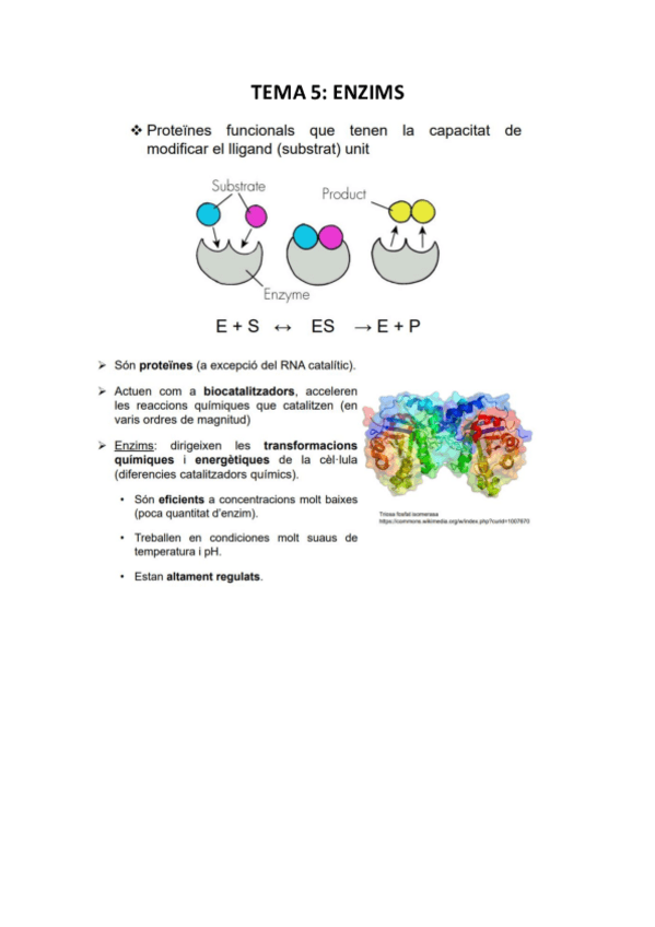 Miniatura del documento TEMA-5-ENZIMS.pdf