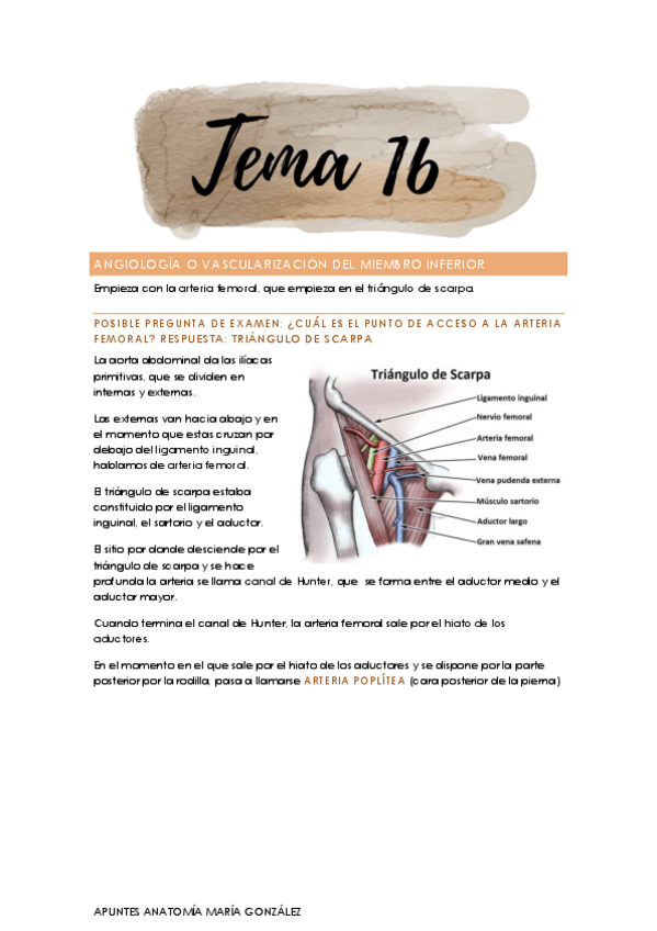 Miniatura del documento ANATOMIA-TEMA-16-VASCULARIZACION-MIEMBRO-INFERIOR.pdf