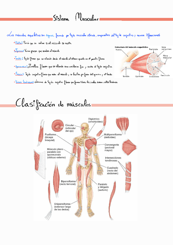 Miniatura del documento MUSCULOS-.pdf