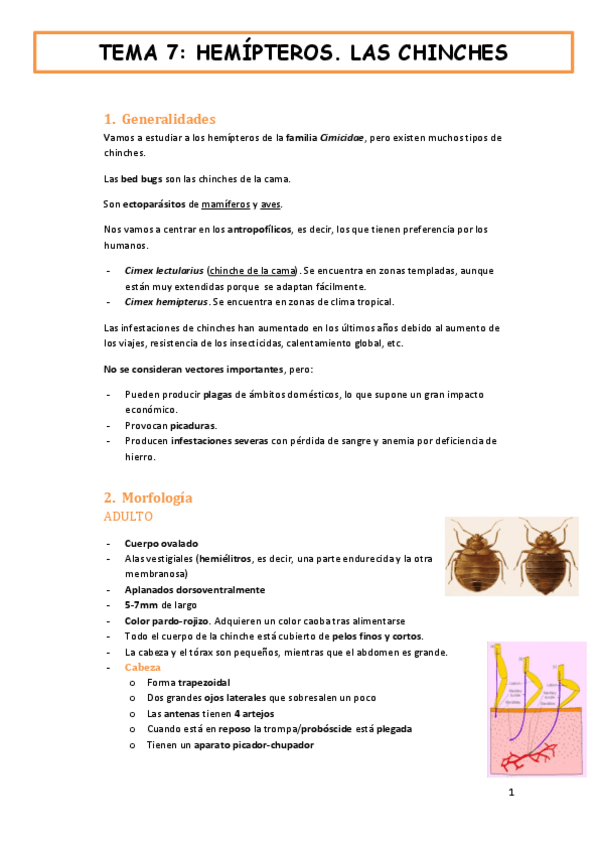 Miniatura del documento tema-7-fauna-y-salud-HEMIPTEROS.-LAS-CHINCHES.pdf