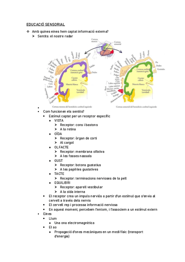 Miniatura del documento TEMA-2-EDUCACIO-SENSORIAL.pdf