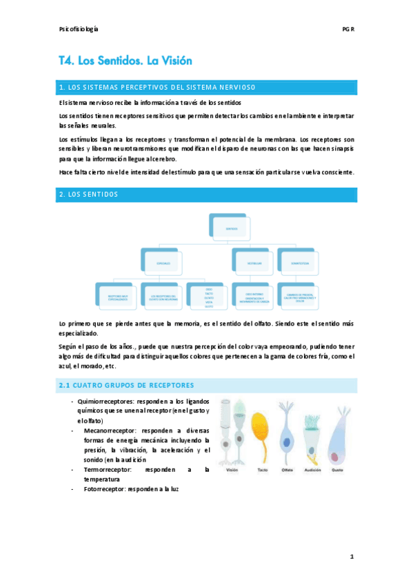 Miniatura del documento T4-Los-Sentidos-Vision.pdf