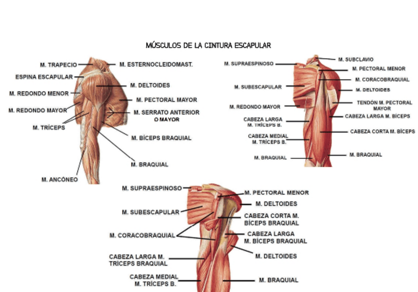 Miniatura del documento MIOLOGIA MIEMBRO-SUPERIOR
