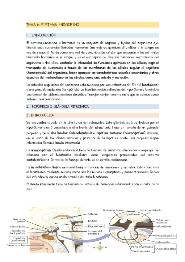 Miniatura del documento TEMA-6-SISTEMA-ENDOCRINO.pdf
