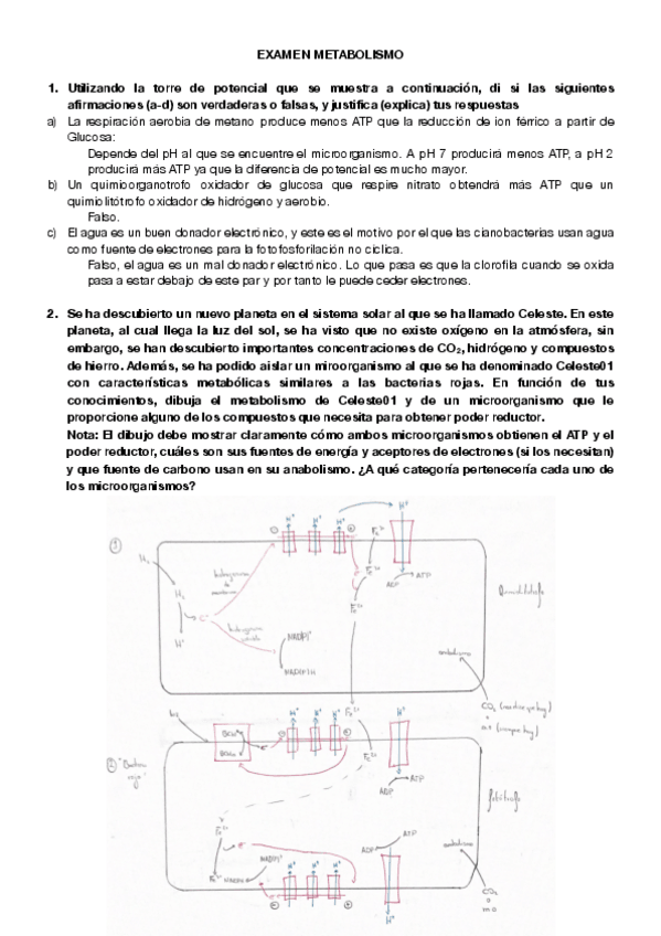 Miniatura del documento examen-metabolismo.pdf