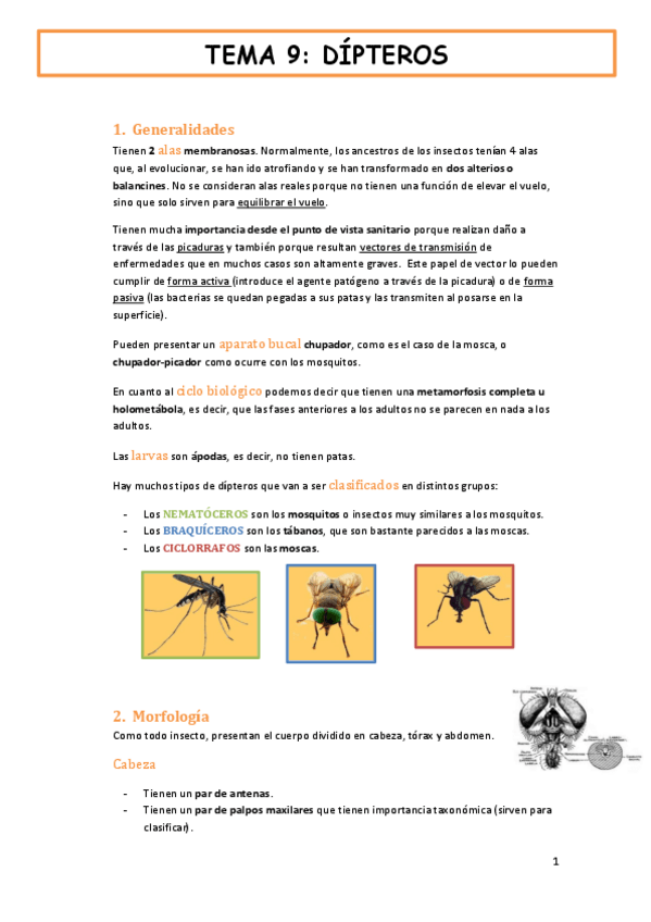 Miniatura del documento tema-9-fauna-y-salud-DIPTEROS.pdf