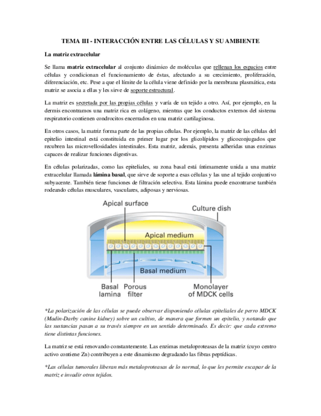 Miniatura del documento Tema 3 - Interacciones Entre Células.pdf