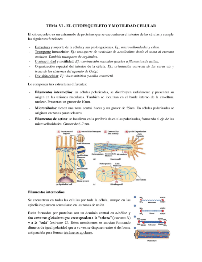 Miniatura del documento Tema 6  - Citoesqueleto y Motilidad Celular.pdf