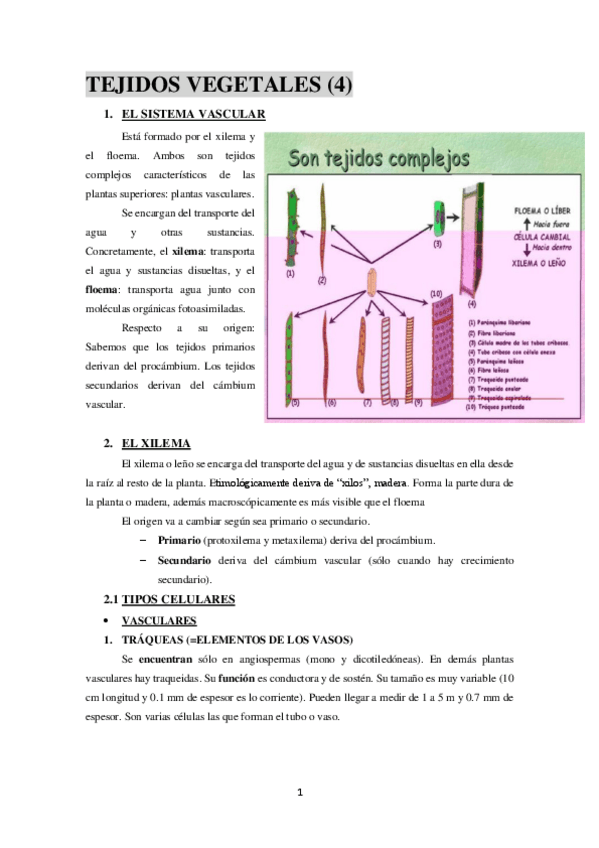 Miniatura del documento TEJIDOS-VEGETALES-4.pdf