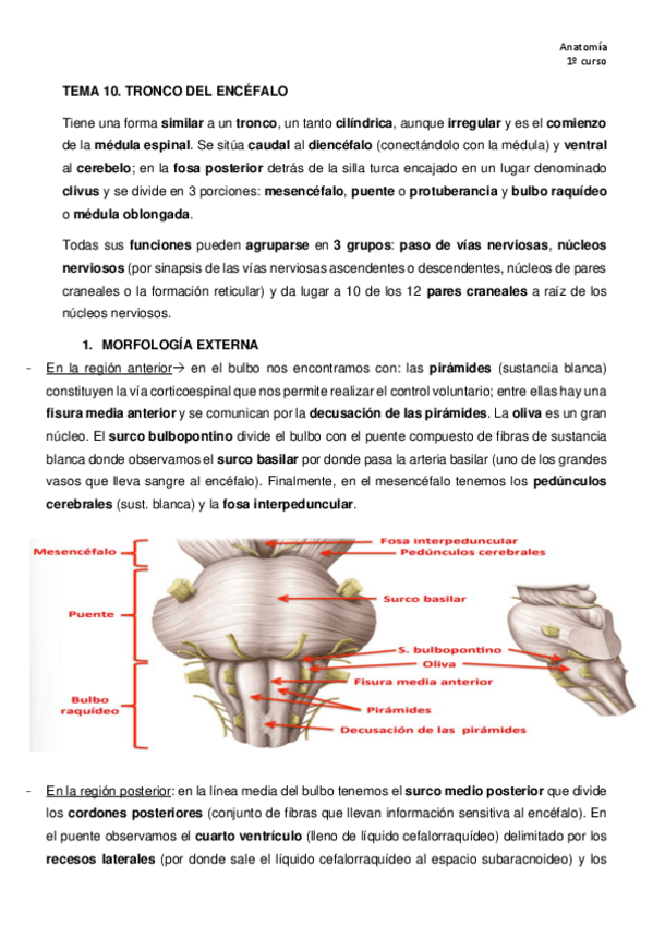 Miniatura del documento TEMA-10-anatomia.pdf