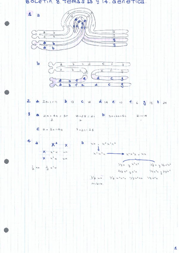 Miniatura del documento BOLETINES-RESUELTOS-GENETICA-2022-35-36.pdf