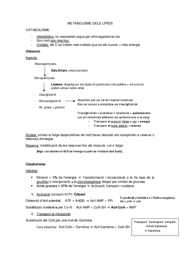 Miniatura del documento Metabolisme-dels-lipids.pdf