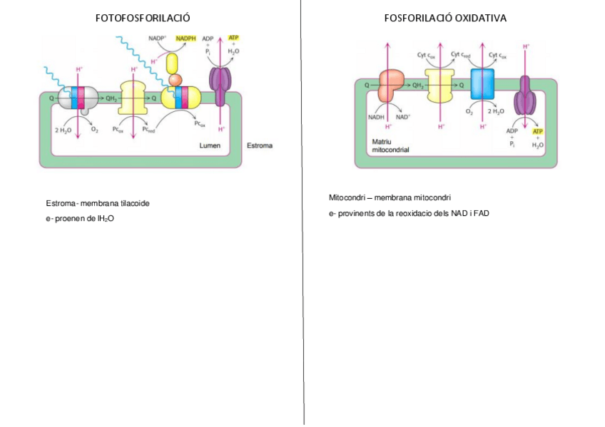 Miniatura del documento Fotofosforilacio-VS-Fosforilacio-oxidativa.pdf