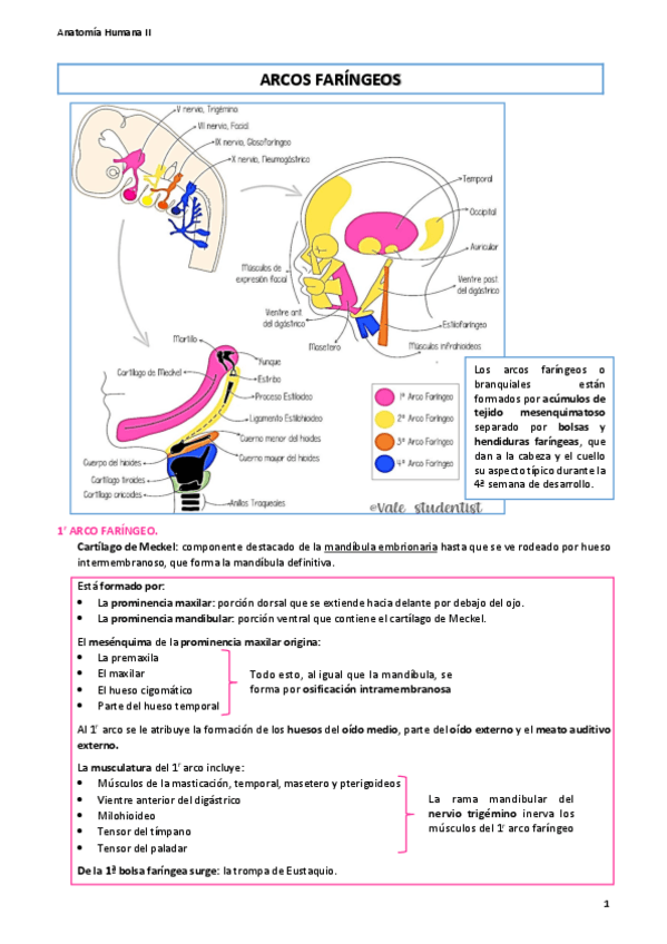 Miniatura del documento Apuntes-CABEZA.pdf
