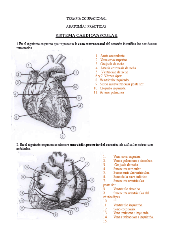 Miniatura del documento Practicas-cardiovascular.pdf
