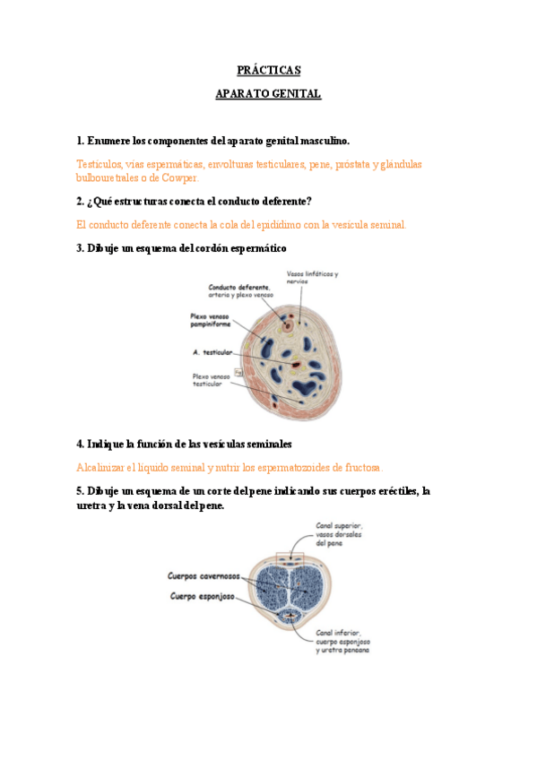Miniatura del documento PRACTICAS-genital.pdf