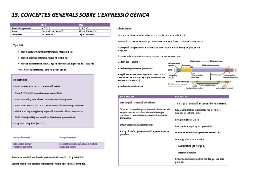 Miniatura del documento esquemes-genetica.pdf