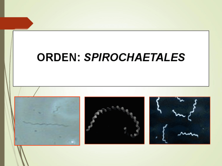 Miniatura del documento PresentacionTema-9Parte-VBorrelias-Leptospiras-1.pdf