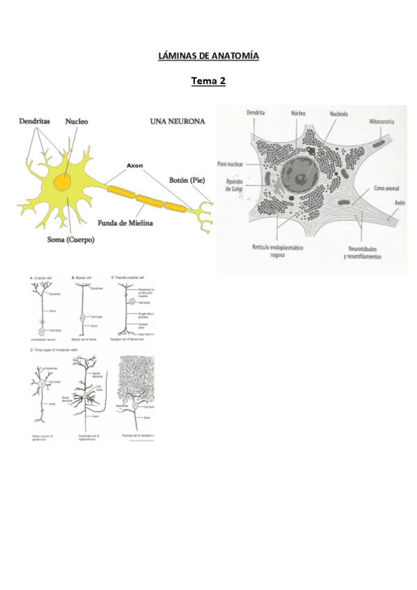 Miniatura del documento LAMINAS-DE-ANATOMIA.pdf