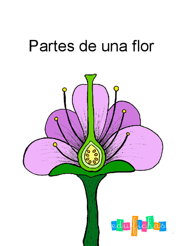 Miniatura del documento partes-de-una-flor-edufichas.pdf