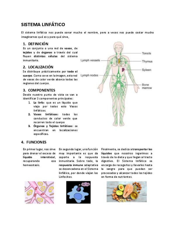 Miniatura del documento Sistema-linfatico.pdf