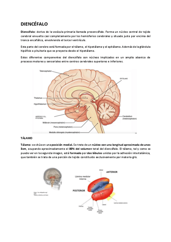 Miniatura del documento Diencefalo-y-sistema-limbico.pdf