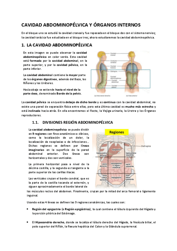 Miniatura del documento Cavidad-abdominopelvica-organos-internos.pdf