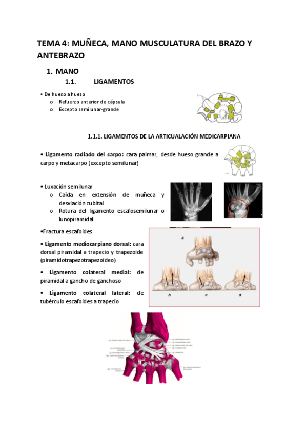 Miniatura del documento Muneca-mano-musculatura-brazo-antebrazo.pdf