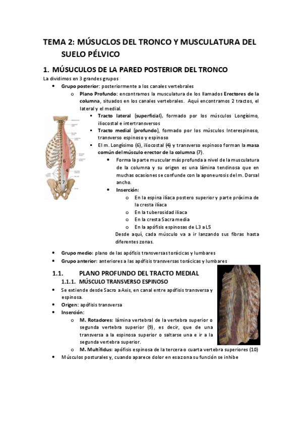 Miniatura del documento Musculos-tronco-y-musculos-suelo-pelvico.pdf