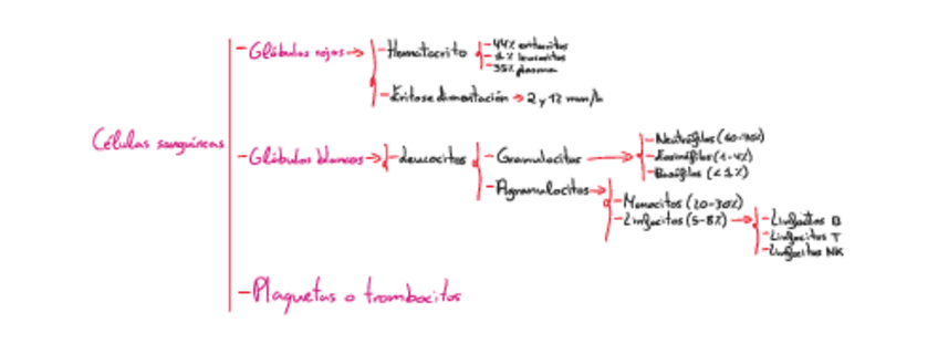 Miniatura del documento Celulas-sanguineas-FISIO.pdf