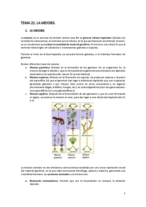 Miniatura del documento TEMA-21-La-meiosis.pdf