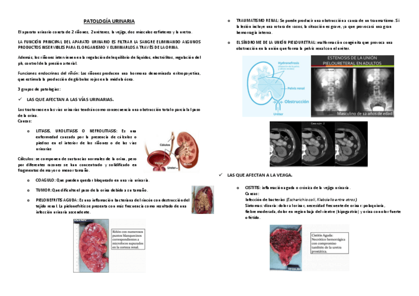 Miniatura del documento PatologiaUrinaria-1.pdf
