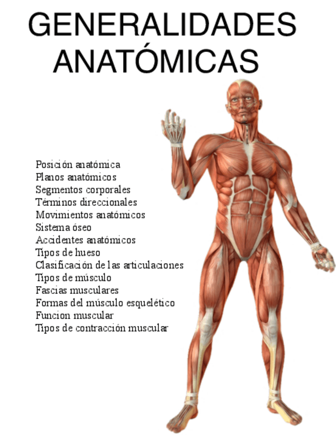 Miniatura del documento Anatomia-general-medicinanotass.pdf