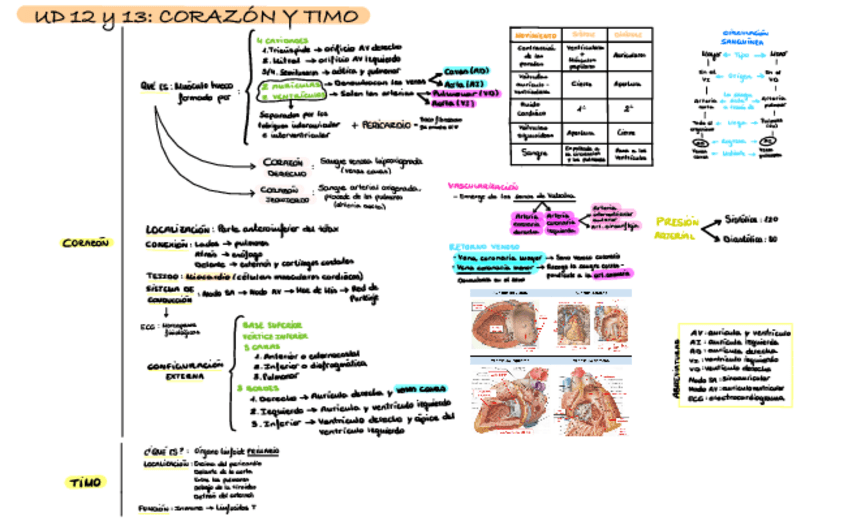 Miniatura del documento ESQUEMA-CORAZON-Y-TIMO.pdf