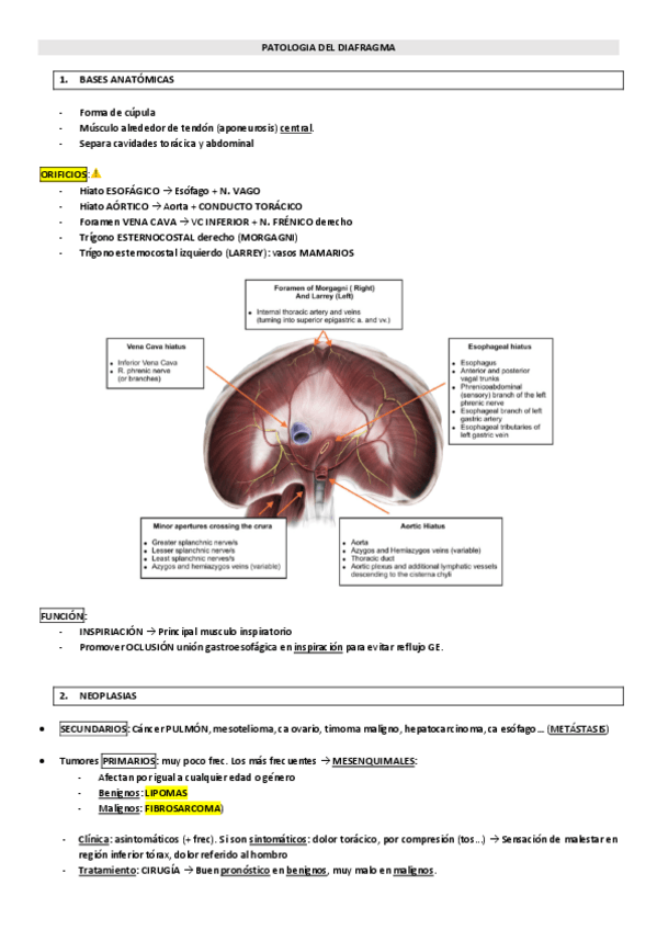 Miniatura del documento PATOLOGIA-DIAFRAGMA.pdf