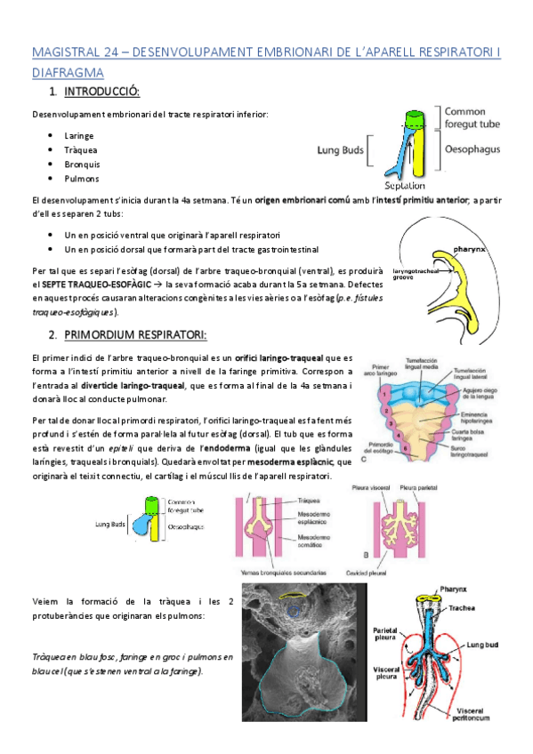 Miniatura del documento ACMAGISTRAL24catala.pdf