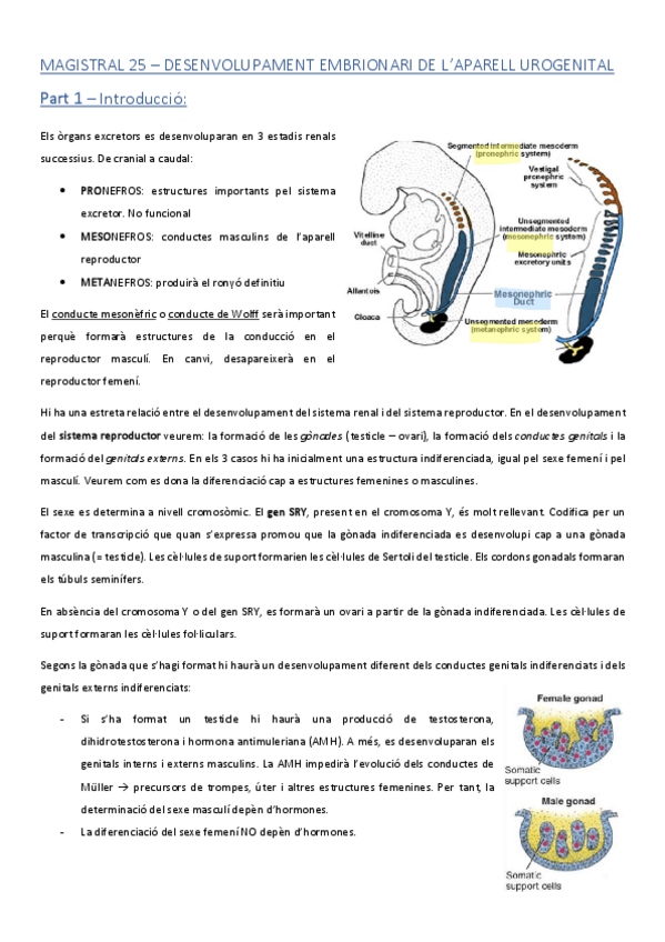 Miniatura del documento ACMAGISTRAL25catala.pdf