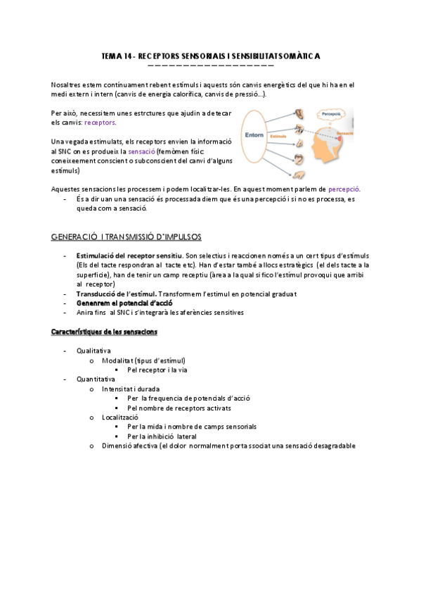 Miniatura del documento Tema-14.-Receptors-sensorials-i-sensibilitat-somatica.pdf