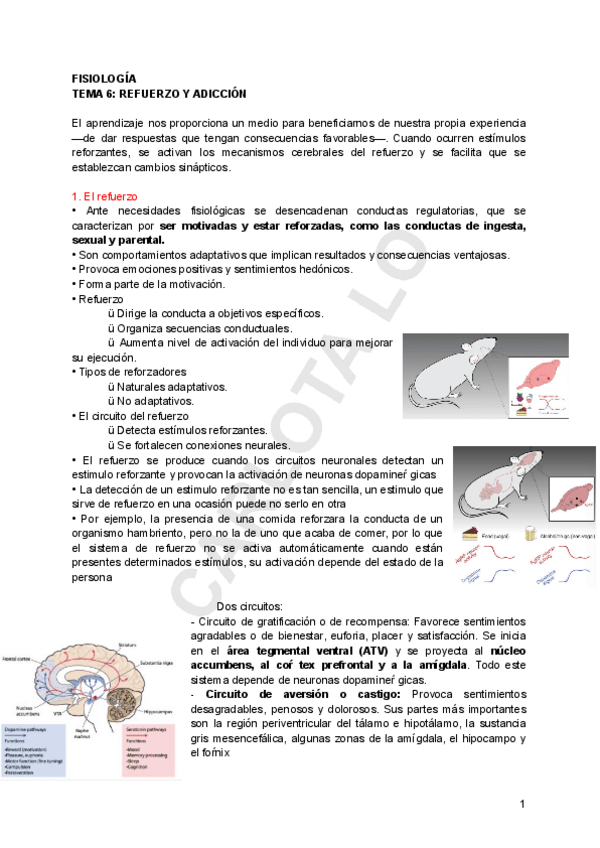 Miniatura del documento FISIO-TEMA-6.pdf