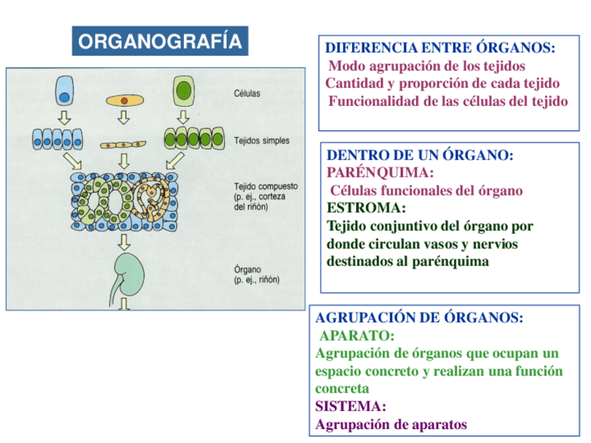 Miniatura del documento Tema-25-Sistema-Vascular-I.pdf