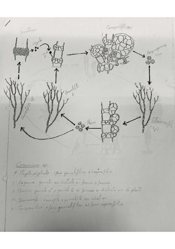 Miniatura del documento Ciclo-vegetal.pdf