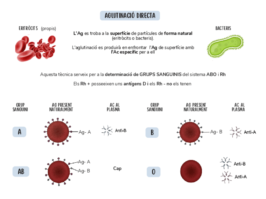 Miniatura del documento Aglutinacio-directa.pdf