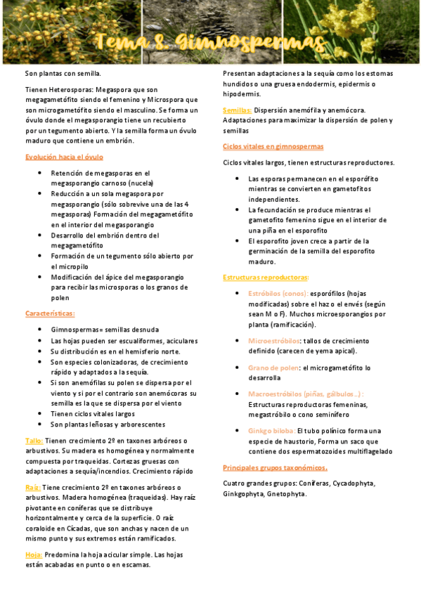 Miniatura del documento TEMA-8-Gimnospermas.pdf